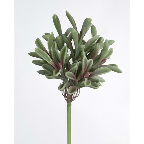 17 CM A.Y. SUCCULENT