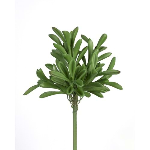 17 CM K.Y. SUCCULENT