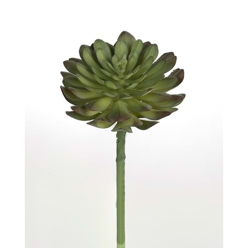 13 CM YEŞİL SUCCULENT