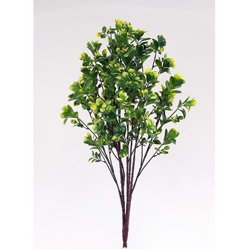 UV 88 CM PITTOSPORUM SPRAY