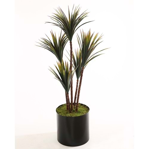 120 CM UV YUCCA
