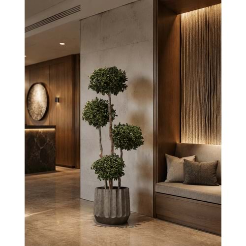 180 CM TOPIARY 4 SPHERES PITOSPORUM