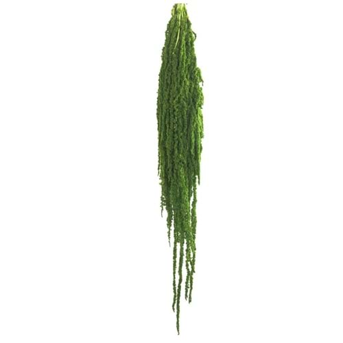 40-70 CM AMARANTHUS LEMON GREEN