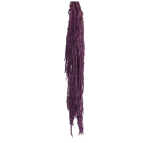 40-70 CM AMARANTHUS PURPLE