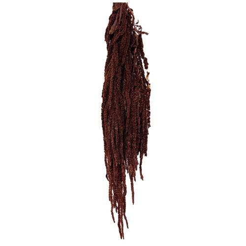 40-70 CM AMARANTHUS MOCHA COCOA