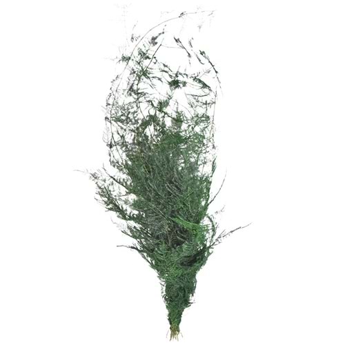 60-80 CM ASPARAGUS