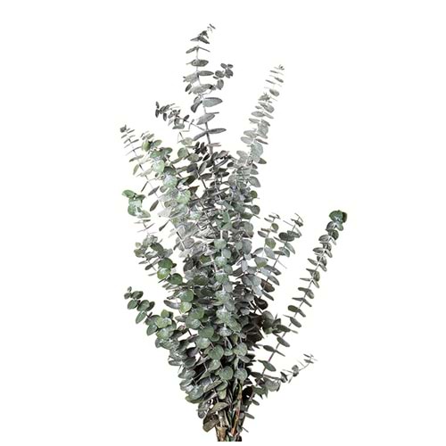 40-80 CM EUCALYPTUS BABY BLUE