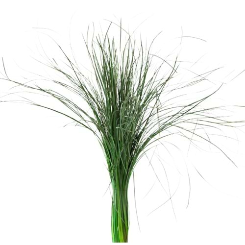 50-60 CM BEAR GRASS