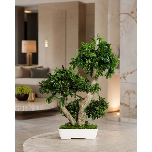 50 CM BONSAI TENIUFOLIUM