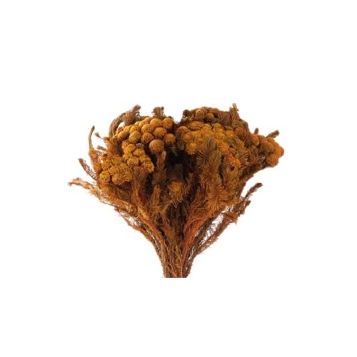 30-60 CM BRUNİA ALBİFLORA YELLOW