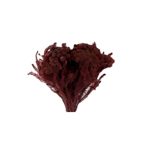 30-60 CM BRUNİA ALBİFLORA BİZANTİUM