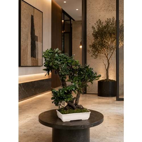 50 CM BONSAI TOBIRA