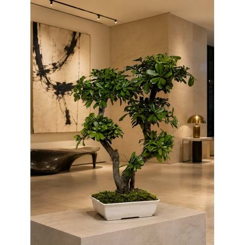 70 CM BONSAI TOBIRA