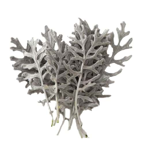 8-10 CM CİNERARİA LEAVES
