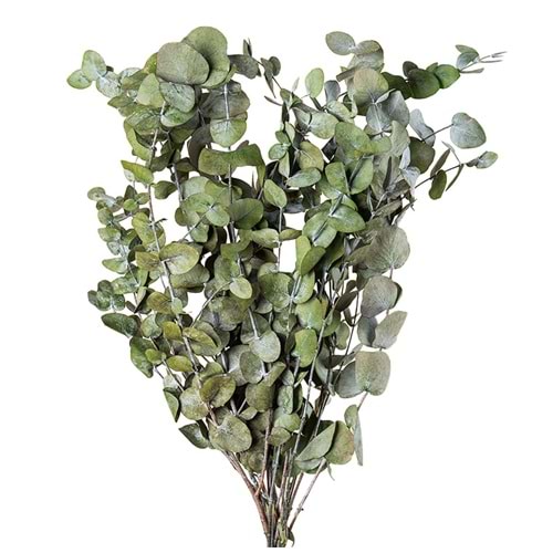 50-80 CM EUCALYPTUS CINEREA A.YEŞİL