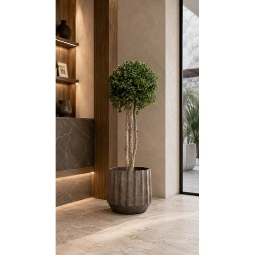 100 CM TENIUFOLIUM