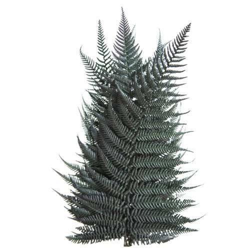 30-40 CM FERN BRILLANTE
