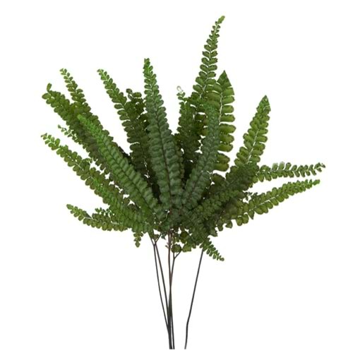 15-25 CM FERN FELCI GREEN