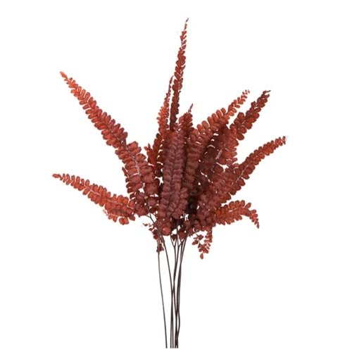 15-25 CM FERN FELCI RED
