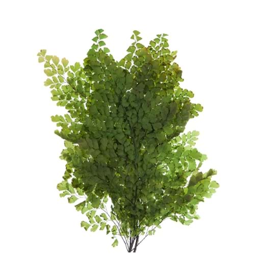 20-30 CM FERN LUTTI GREEN