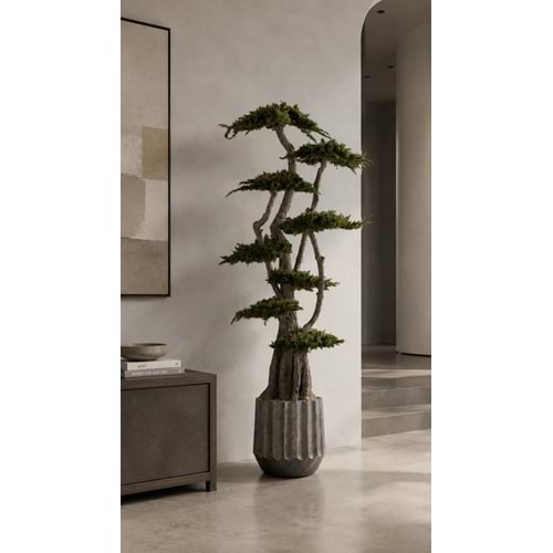 190 CM JUMBO JUNIPERUS