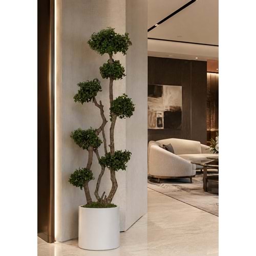 190 CM TOPIARY TENUIFOLIUM