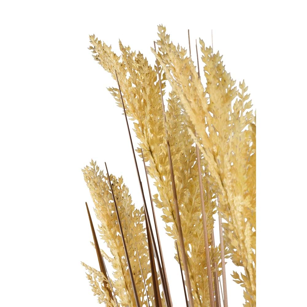 80 CM PAMPAS SARI