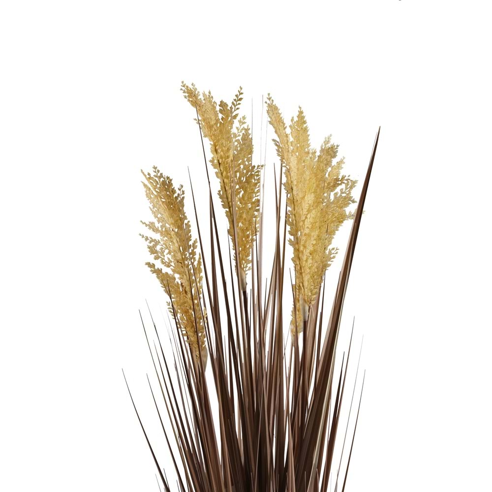 80 CM PAMPAS SARI