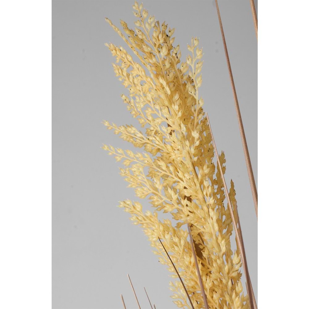 80 CM PAMPAS SARI