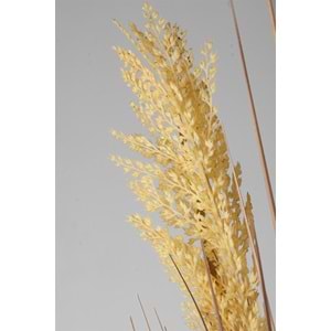 80 CM PAMPAS SARI