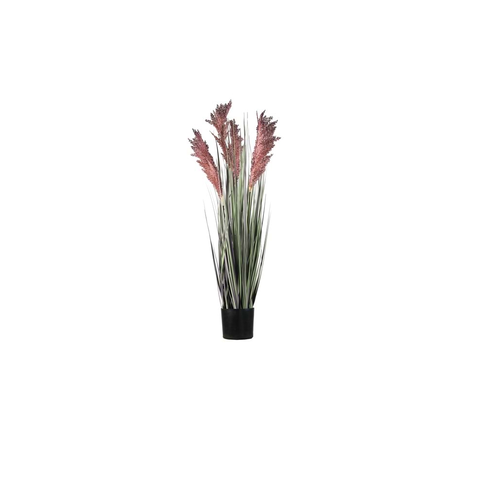 80 CM PAMPAS MOR