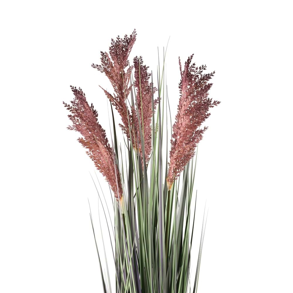 80 CM PAMPAS MOR