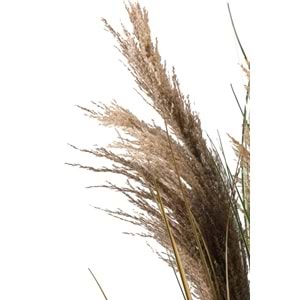 110 CM PAMPAS