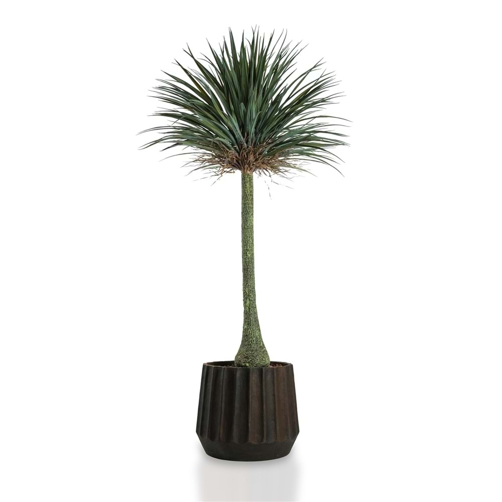180 CM YUCCA