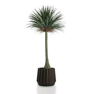 180 CM YUCCA