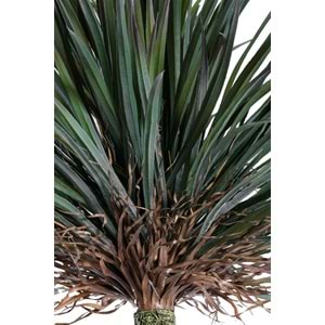 180 CM YUCCA