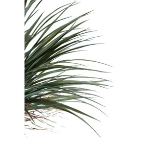 180 CM YUCCA
