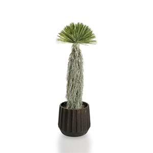 150 CM DRACAENA BALL TREE