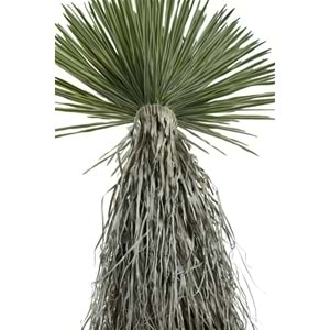 150 CM DRACAENA BALL TREE