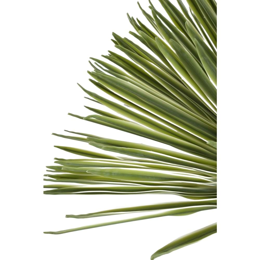 150 CM DRACAENA BALL TREE