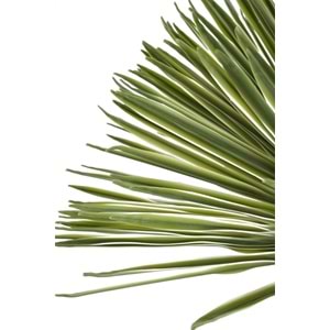 150 CM DRACAENA BALL TREE