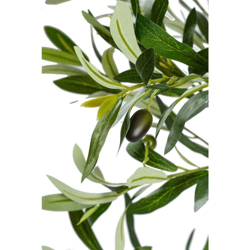160 CM ZEYTİN AĞACI
