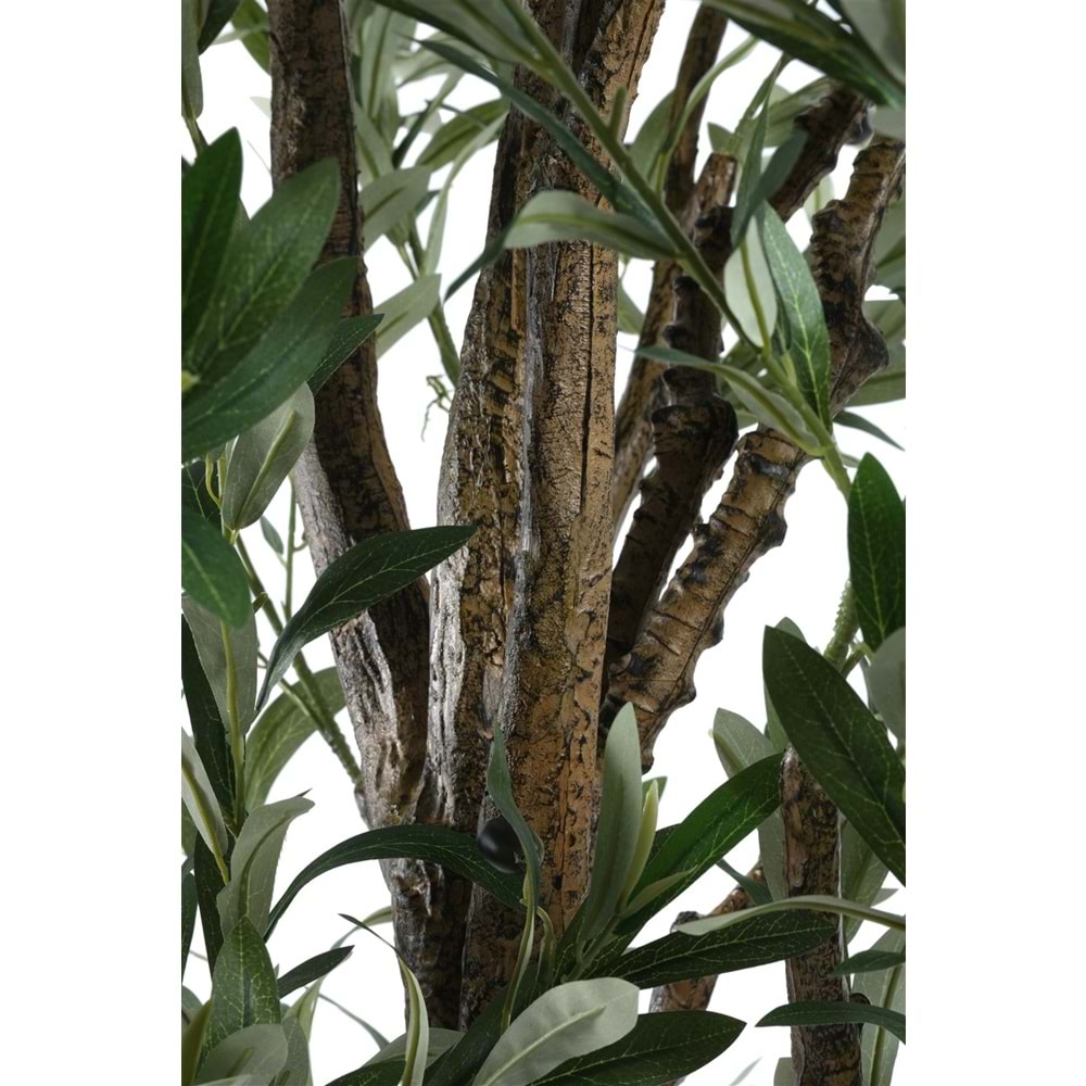 160 CM ZEYTİN AĞACI
