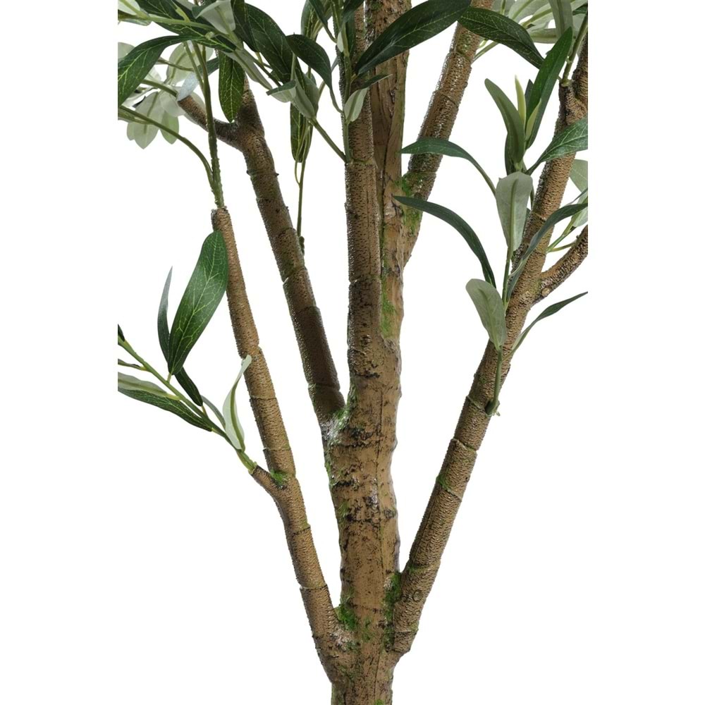 160 CM ZEYTİN AĞACI