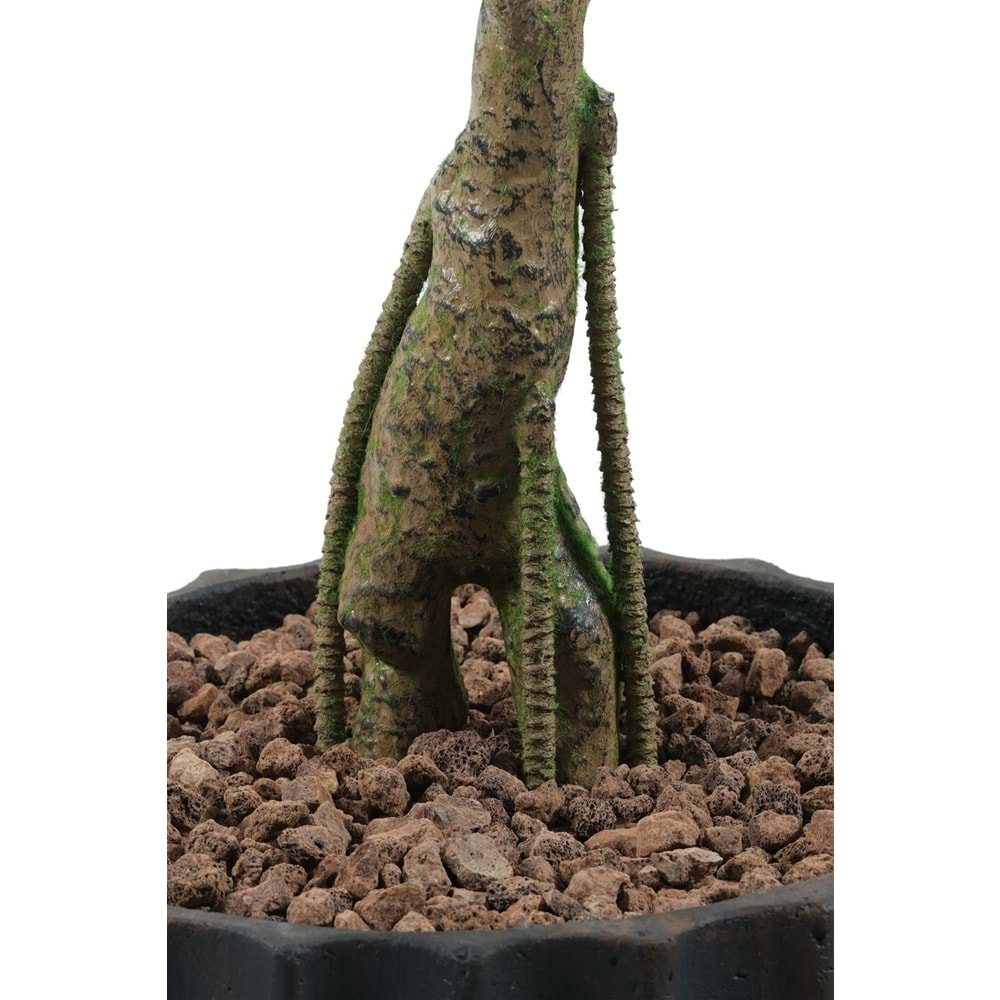 160 CM ZEYTİN AĞACI