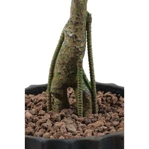 160 CM ZEYTİN AĞACI