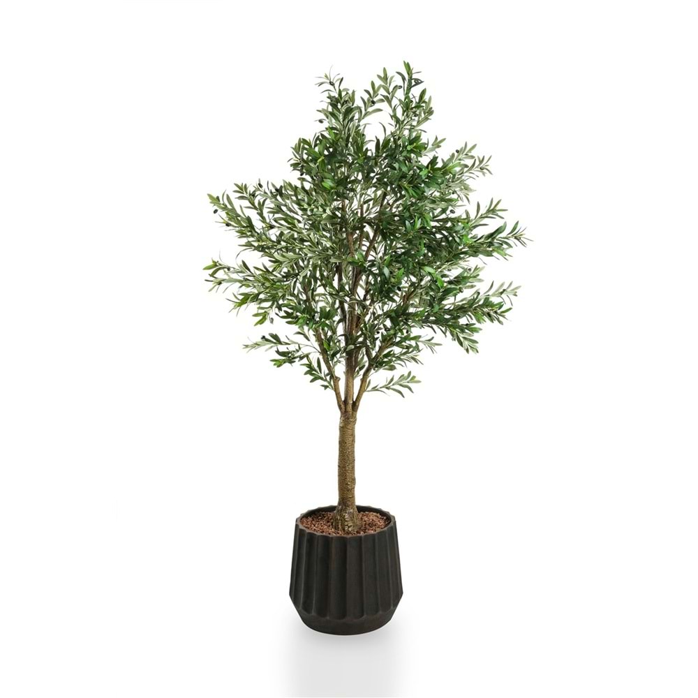 240 CM ZEYTİN AĞACI