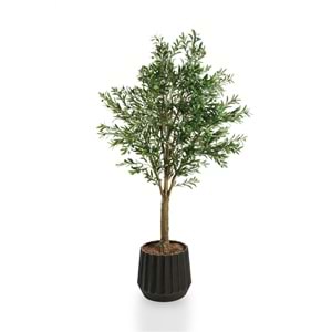 240 CM ZEYTİN AĞACI