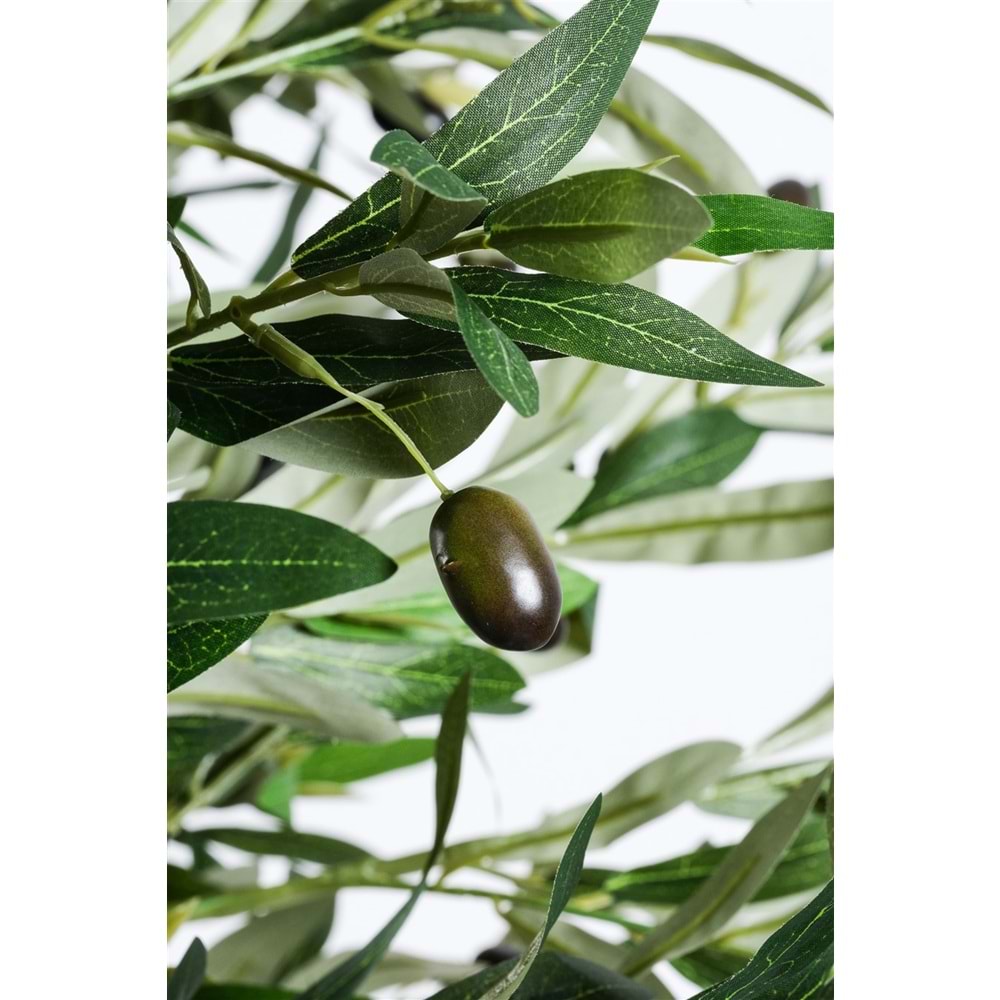 240 CM ZEYTİN AĞACI