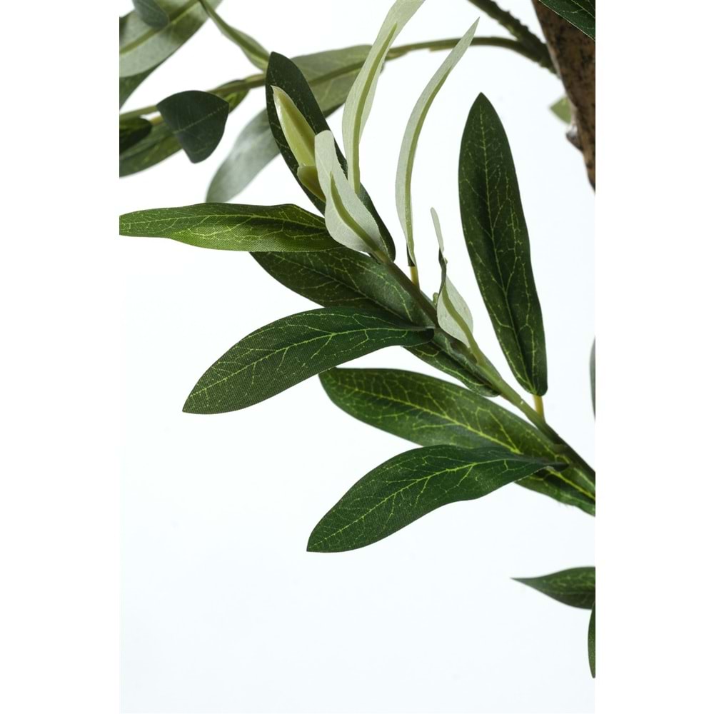 240 CM ZEYTİN AĞACI